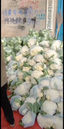 通许县开封通许青梗白面松花菜，白实花菜大量上市，品质好，价格低，
