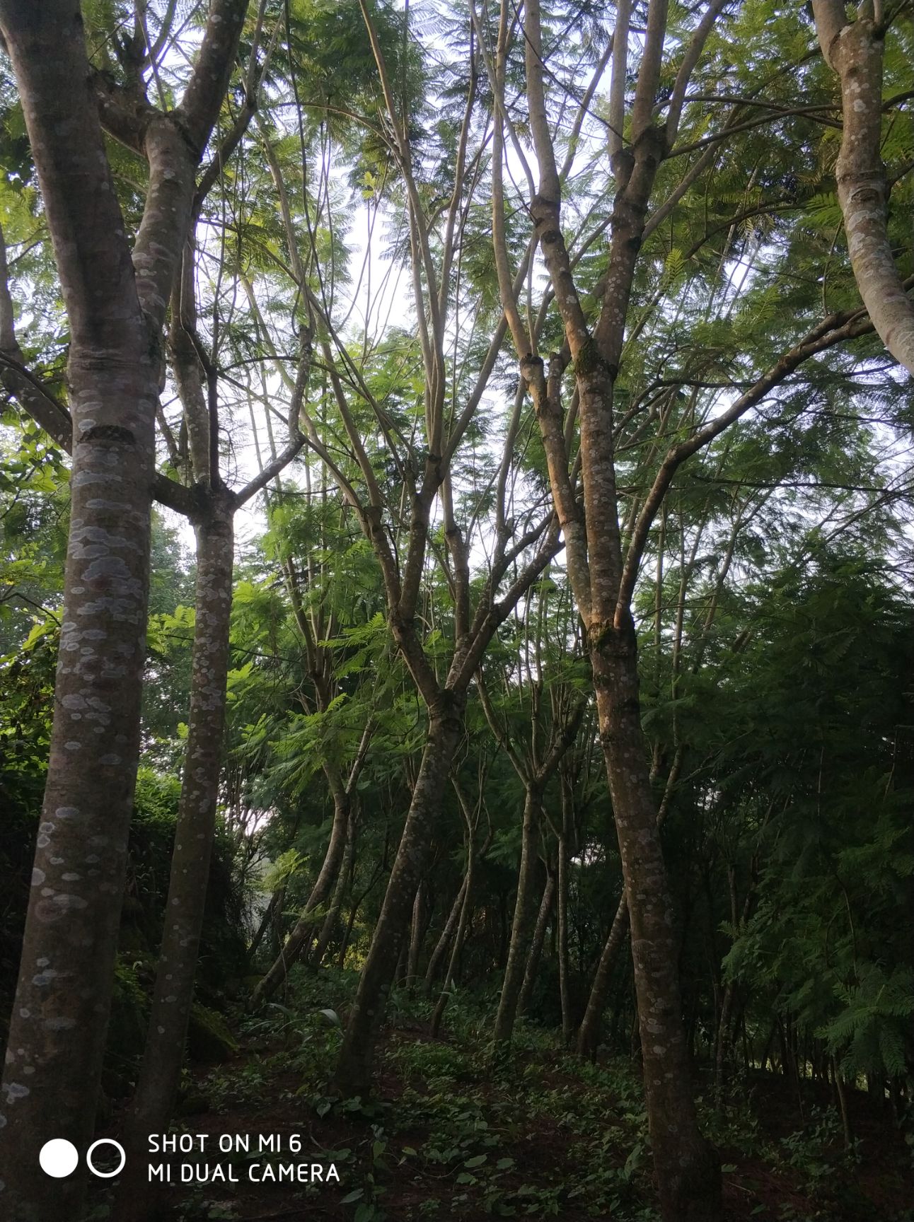 尖叶蓝花楹 3.5~5米