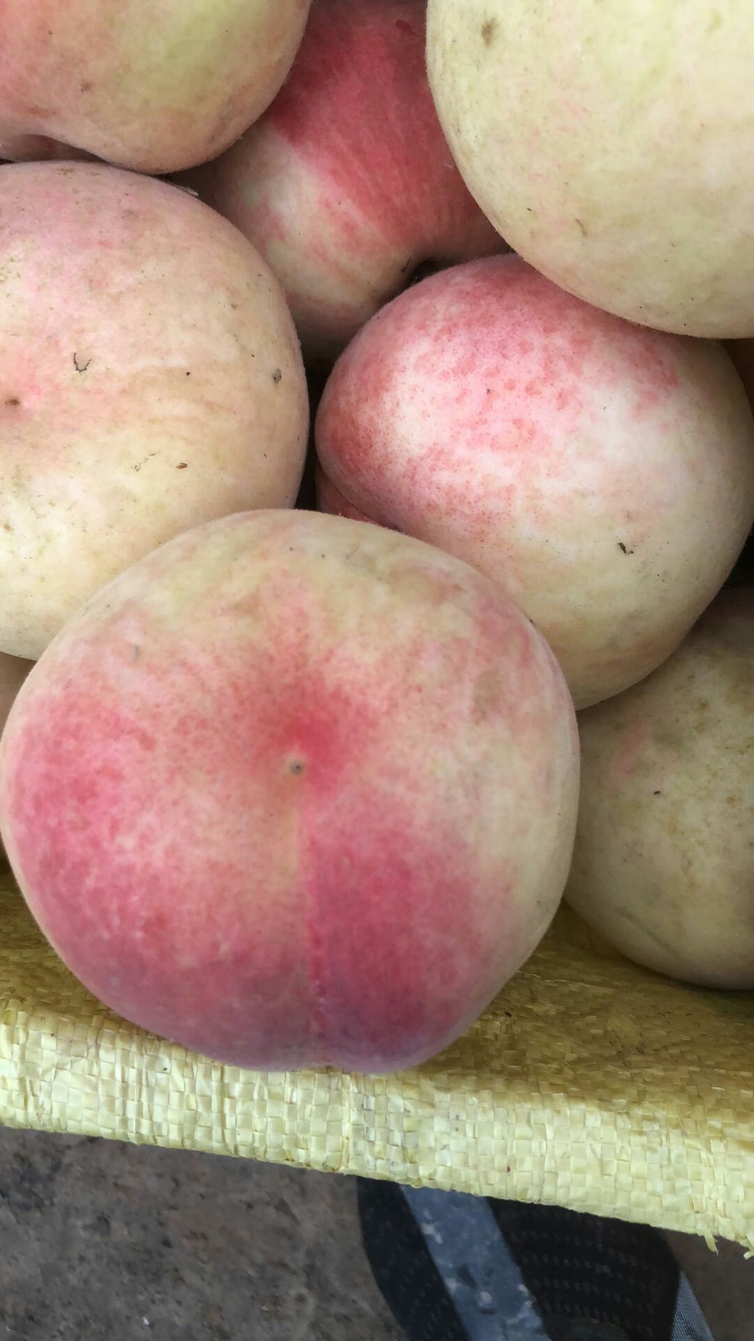  离核毛桃大量上市甜个头大