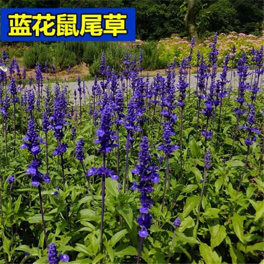 宿迁 蓝鼠尾草种子红花紫粉花一串蓝花种子多年生宿根景观花海花卉
