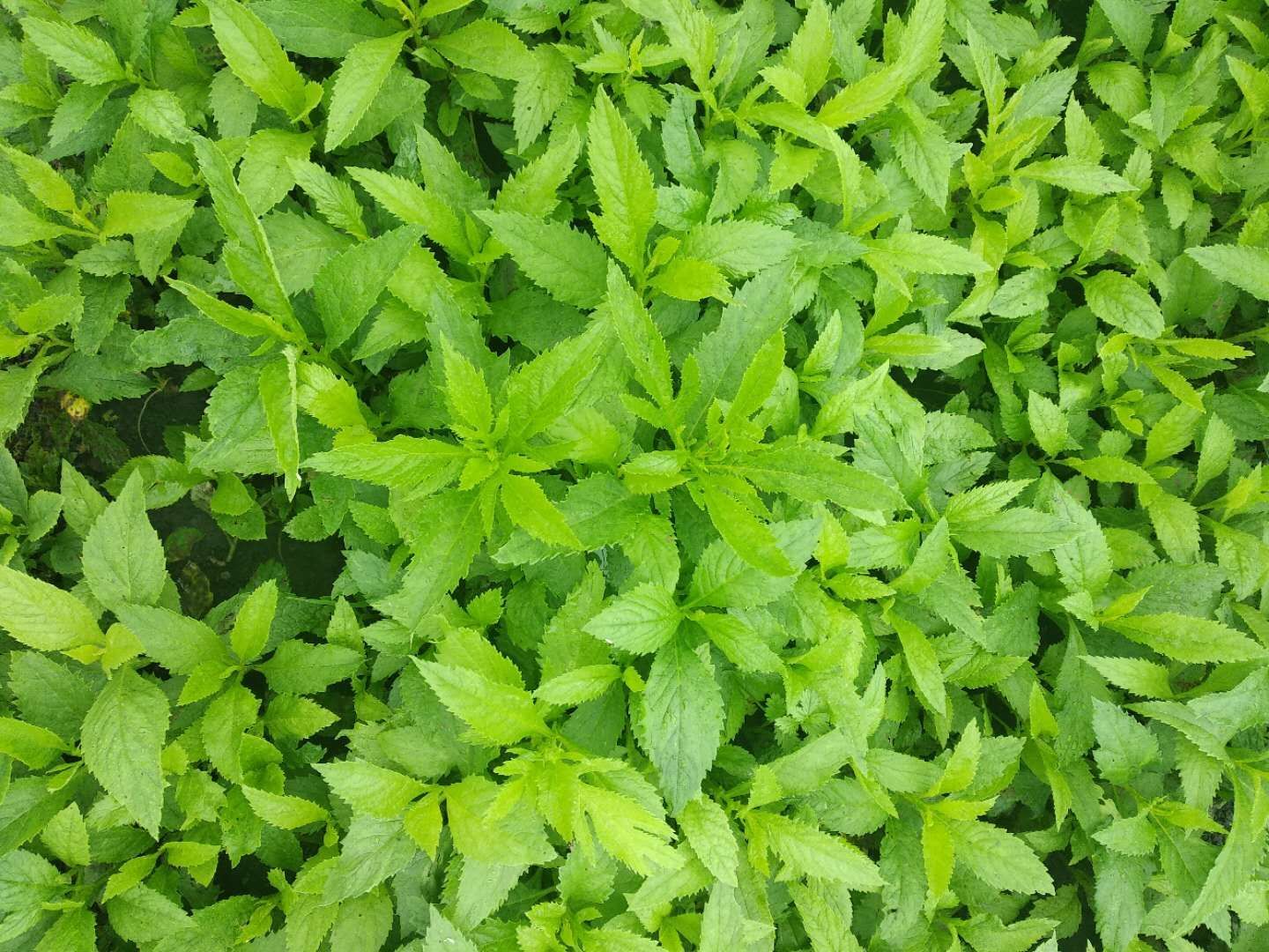 大兴安岭返魂草种苗 出售纯（大自然）小麻叶返魂草种子，鲜叶，干叶