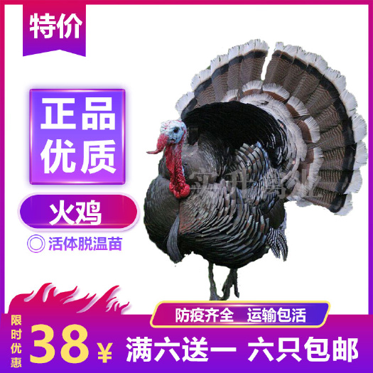 南宁 贝蒂娜火鸡苗 脱温火鸡苗 零售鸡苗