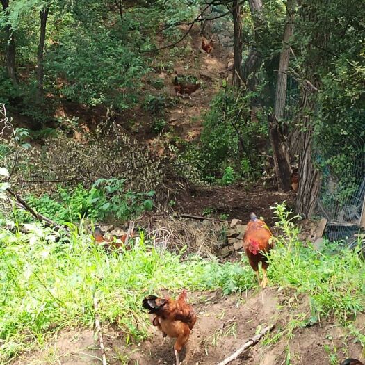 辽阳土鸡 溜达鸡，全山地散养，4月15日苗，活鸡