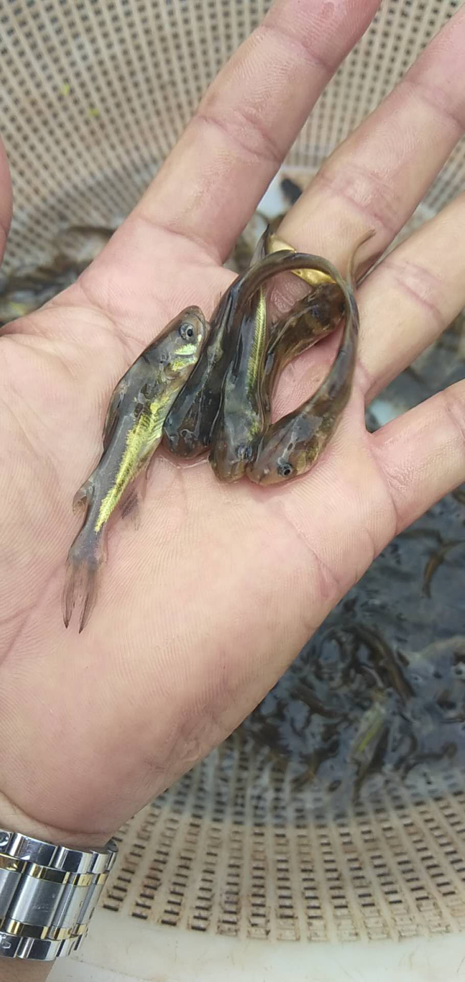 黄颡鱼  黄骨鱼苗