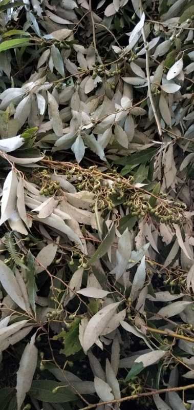 富宁县山胡椒 大量收购木姜子