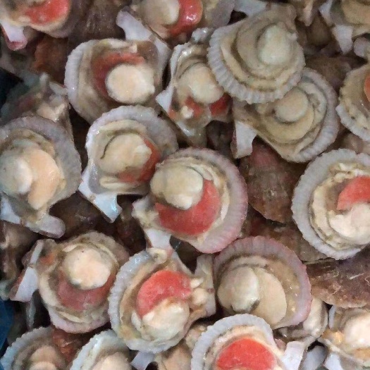济南扇贝，半壳扇贝