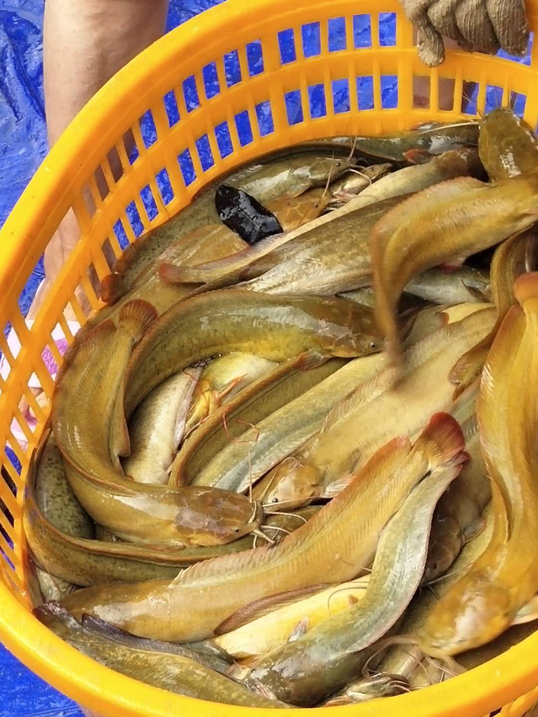 本地塘鲺  漂亮塘虱鱼，肉质爽脆，欢迎落单