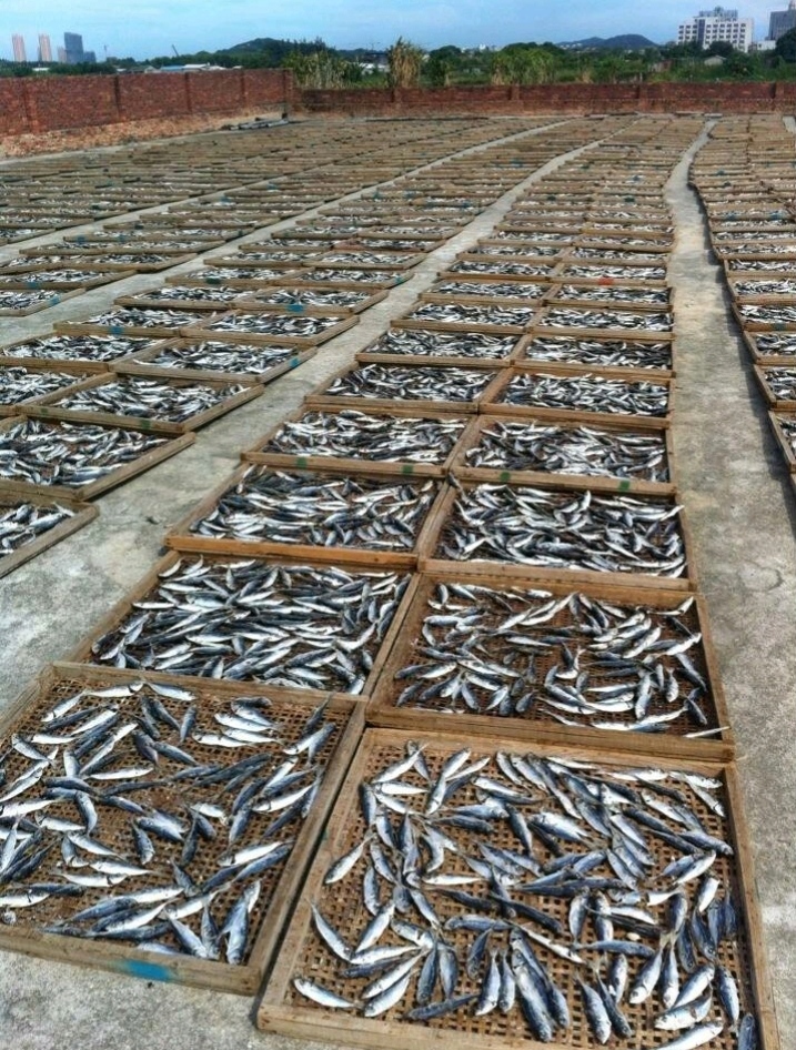  福建东山巴浪鱼干  水产巴浪鱼干