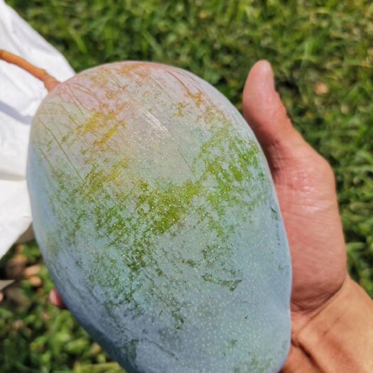 盐边县台农芒  攀枝花凯特芒果预售。自家果园非中介
