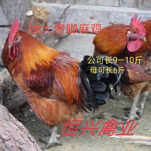 南宁快大青脚麻鸡苗  铁脚麻鸡苗 包打疫苗 量大从优全国发货