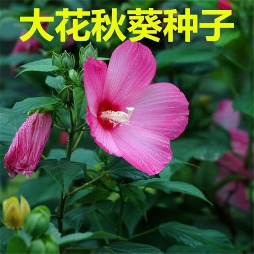 宿迁 大花秋葵种子 芙蓉葵花籽草芙蓉花种子混色发芽率高景观花海花卉