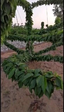 泰安 美早樱桃苗