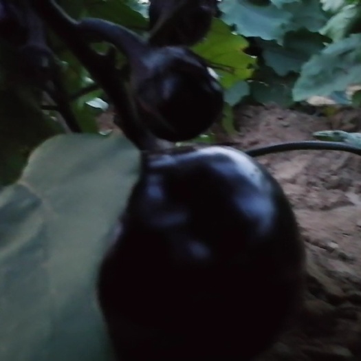 ?？h黑圓茄 沙質(zhì)地優(yōu)質(zhì)圓茄正在上市中，需要的老板連系了。