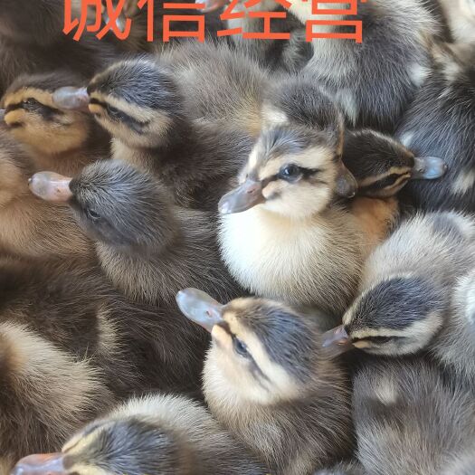 南宁 多蛋鸭苗，绿壳蛋，一年产蛋280只以上