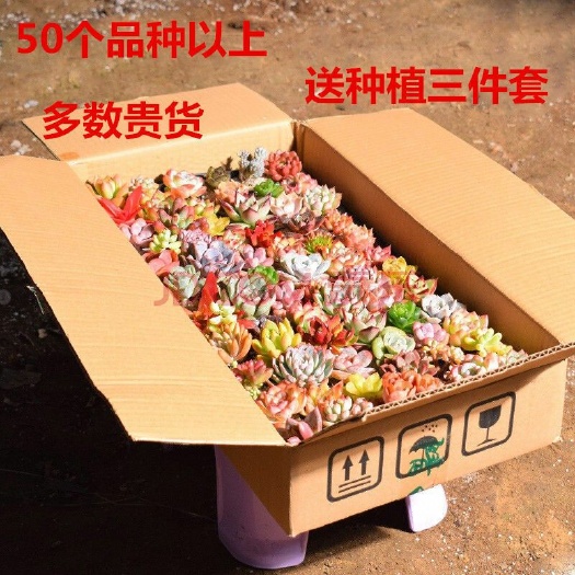 无锡多肉植物 多肉组合 72棵优选大肉50个品种穴盘发 包邮