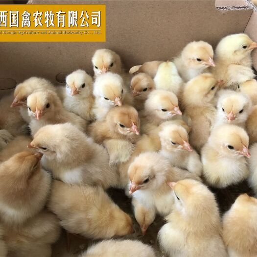 南宁 三黄鸡苗 品质保证 包打疫苗 全国包邮