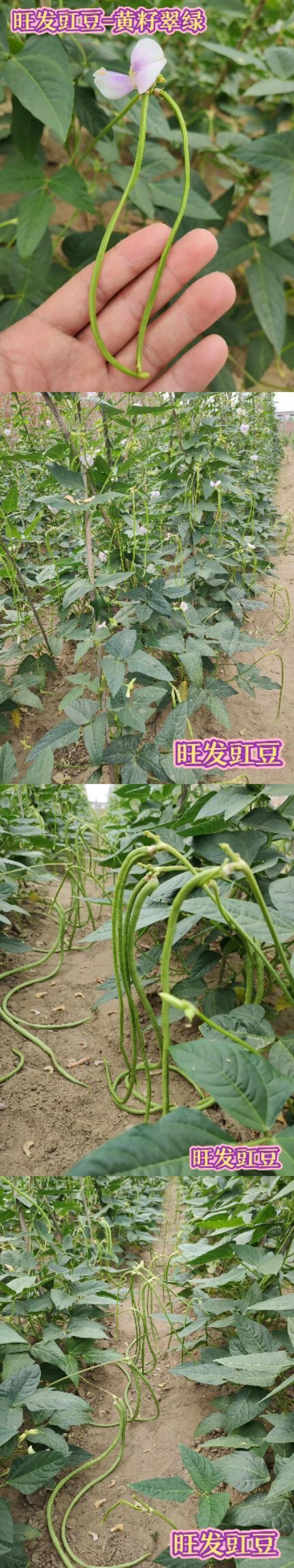 新民市 豇豆种子 长豆角种子批发