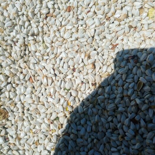玉门市红花籽 榨油备选