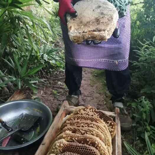 剑阁县 正宗土蜂蜜，一年取一次