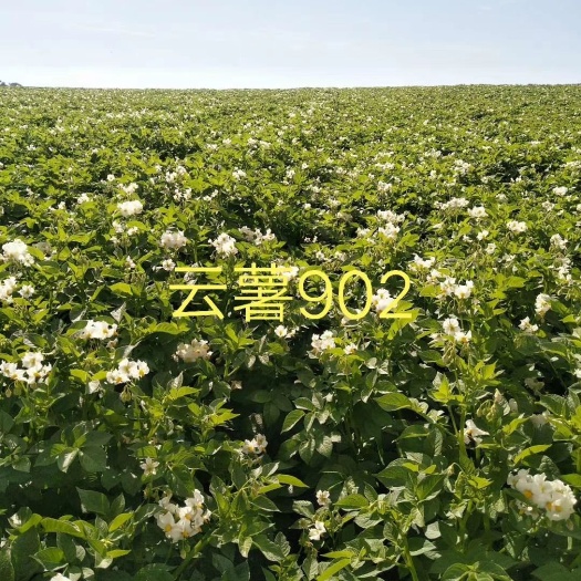 围场马铃薯 各品种种薯即将上市