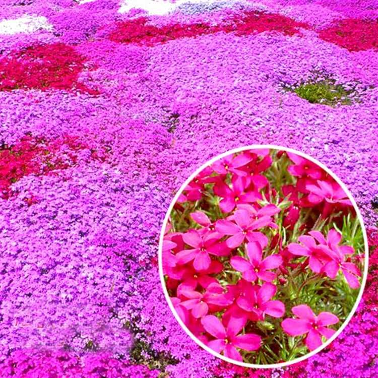  福禄考种子 丛生芝樱花种子 宿根景观多年生花海种子