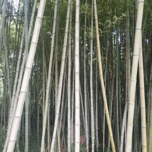 兴仁市 大量竹子！等待你们的采购