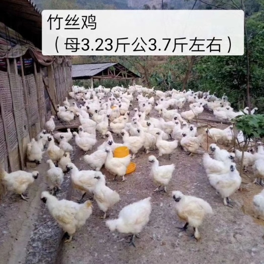 兴业县丝毛乌鸡  放山散养竹丝鸡，乌鸡。
