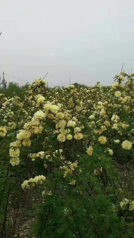 黄刺玫  黄刺梅扦插苗一年堆二年堆规格全数量足质量硬