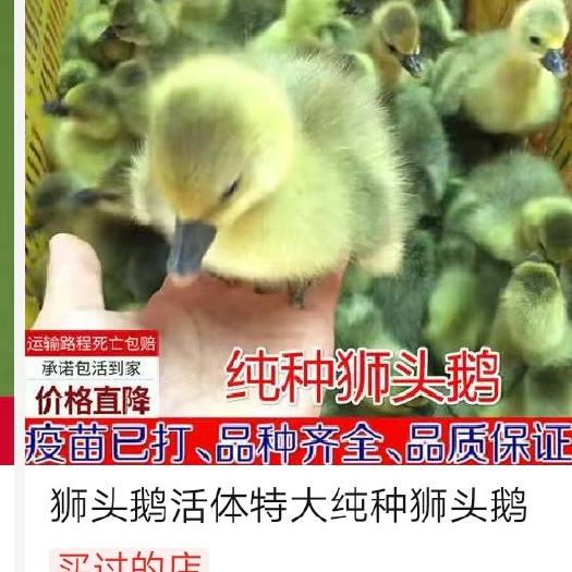 三河市狮头鹅苗 狮头鹅活体特大纯种正宗狮头鹅小鹅活体大白鹅杂交鹅产蛋鹅雏包邮