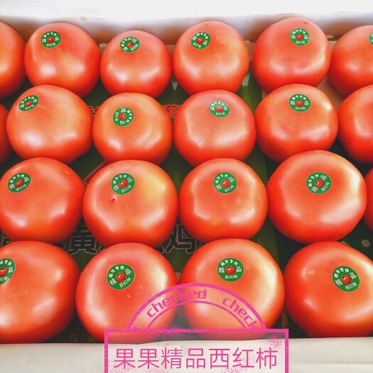 灵武市硬粉西红柿  宁夏温棚西红柿3月份上市