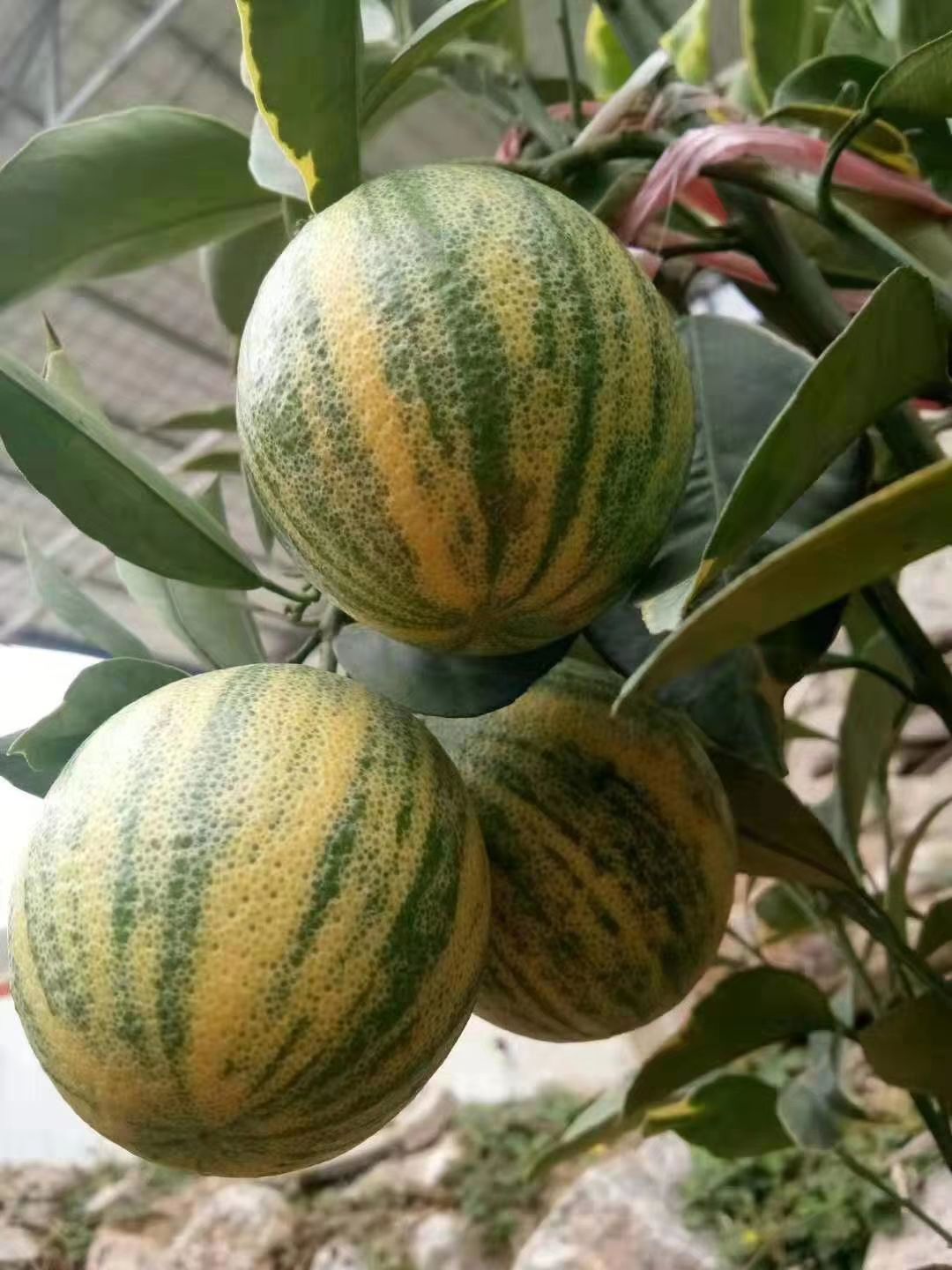 【新品】柚子苗三红蜜柚西瓜柚子苗金丝柚苗全新引入品种