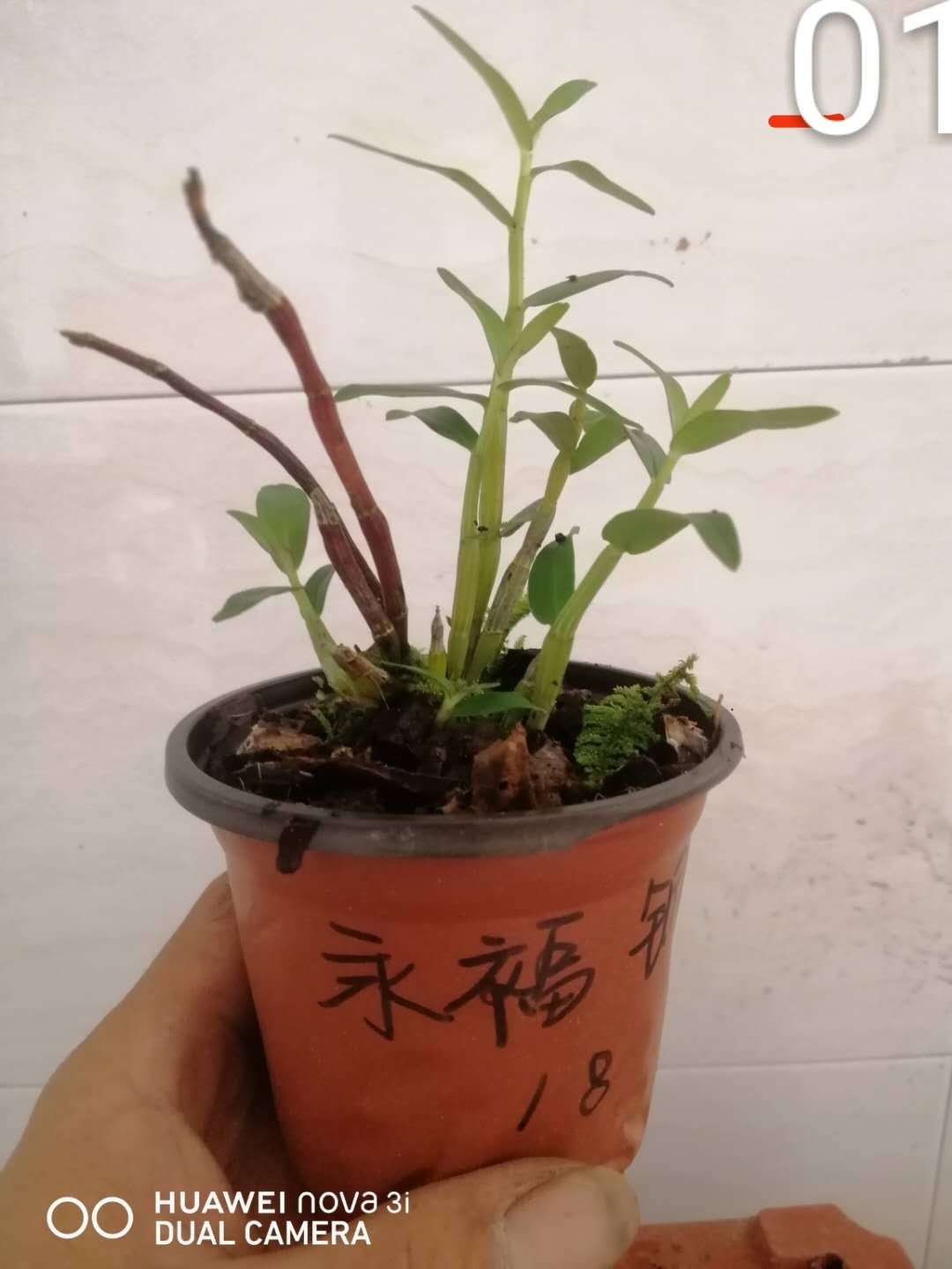 重唇石斛盆栽 广西柳州本地石斛