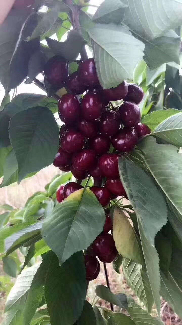 鲁樱六号樱桃苗中熟品种