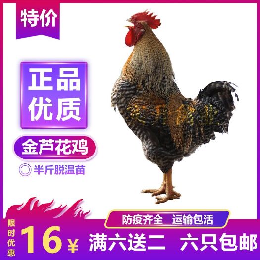 南宁 金芦花鸡苗 脱温半大鸡 脱温鸡苗