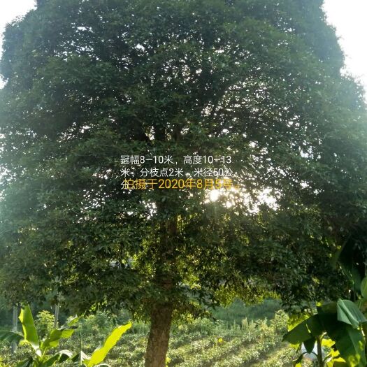 余庆县 大量桂花树出售