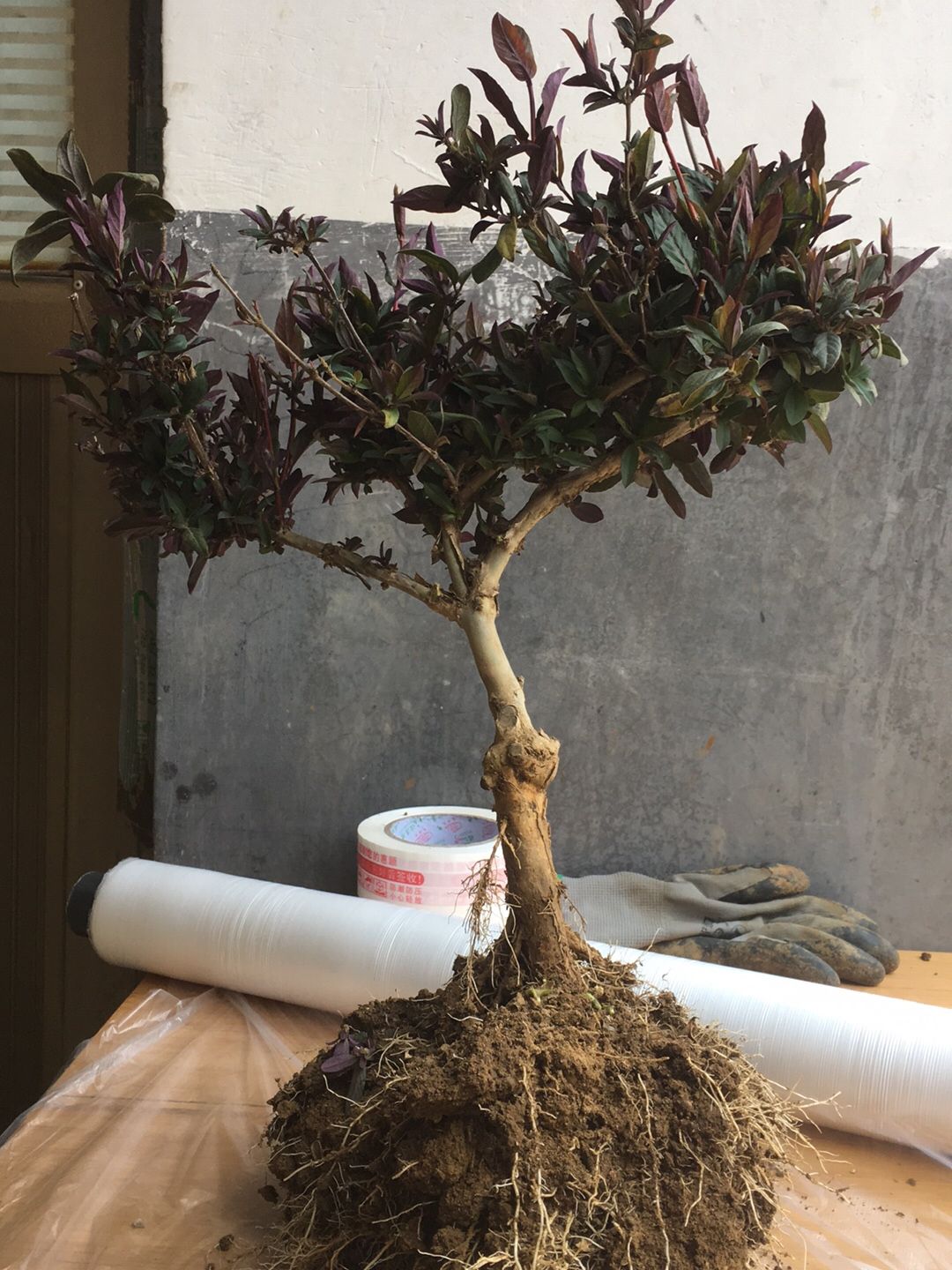 红色五彩金银花苗 红色五彩金银花