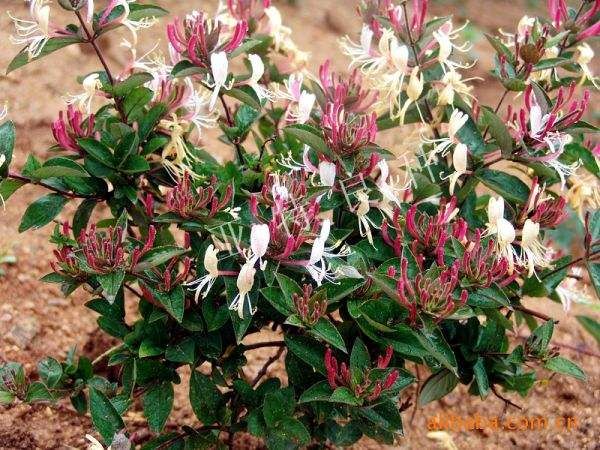 红色五彩金银花苗 红色五彩金银花