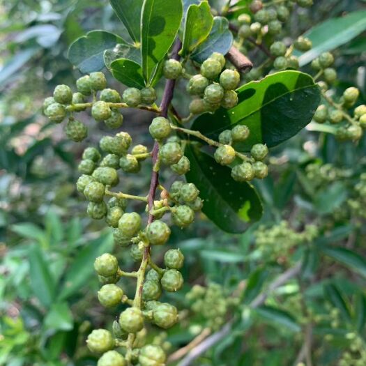 德昌县盐源花椒 各位大佬       花麻椒    需要联系