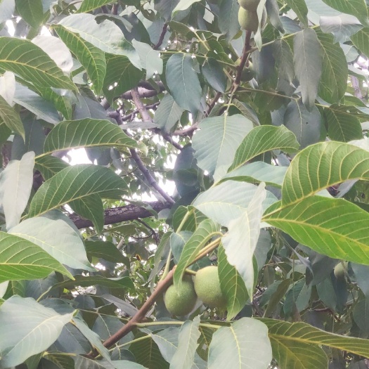 三河市河北青皮核桃批发，万斤待售，长期供应，欲购从速。