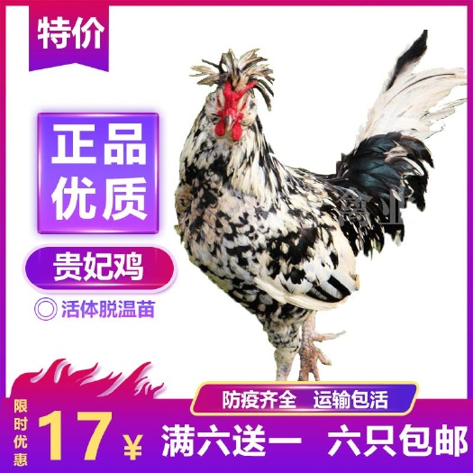 南宁 贵妃鸡苗 脱文贵妃鸡 观赏鸡苗 活体鸡苗