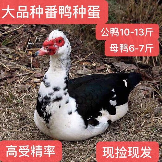 临漳县白番鸭种蛋洋鸭蛋孵化蛋一件代发10枚20枚30枚包邮