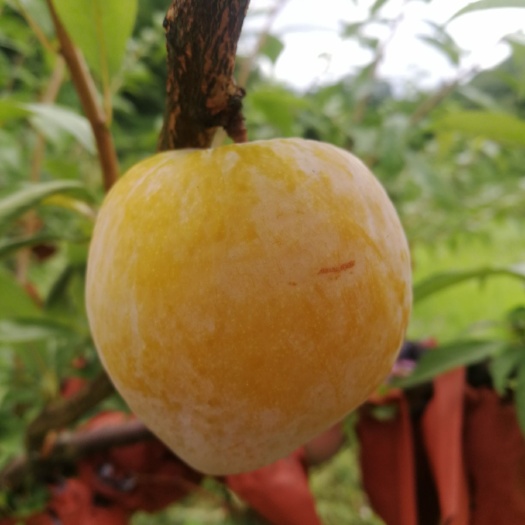 石阡县奈李  大山里的精品黄金李
