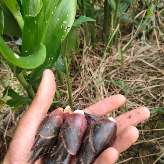 雅安山野菜 四川碧峰峡高山生态洋荷新鲜采摘当天发货