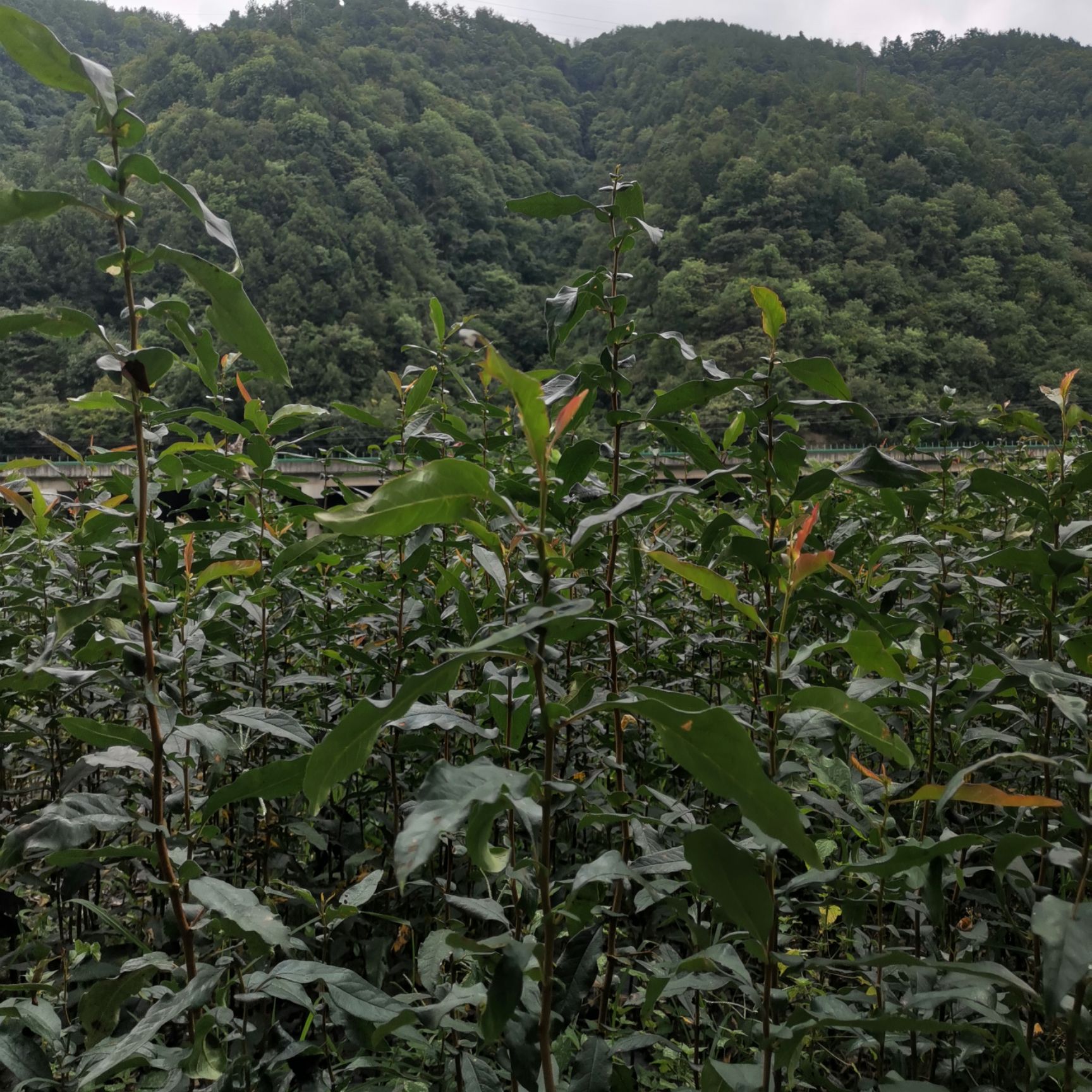 皱皮木瓜苗  皱皮木瓜树苗，无籽木瓜苗圃，产地现货直销