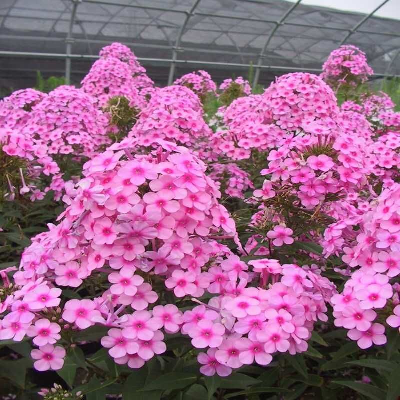  福禄考种子 丛生芝樱花种子 宿根景观多年生花海种子