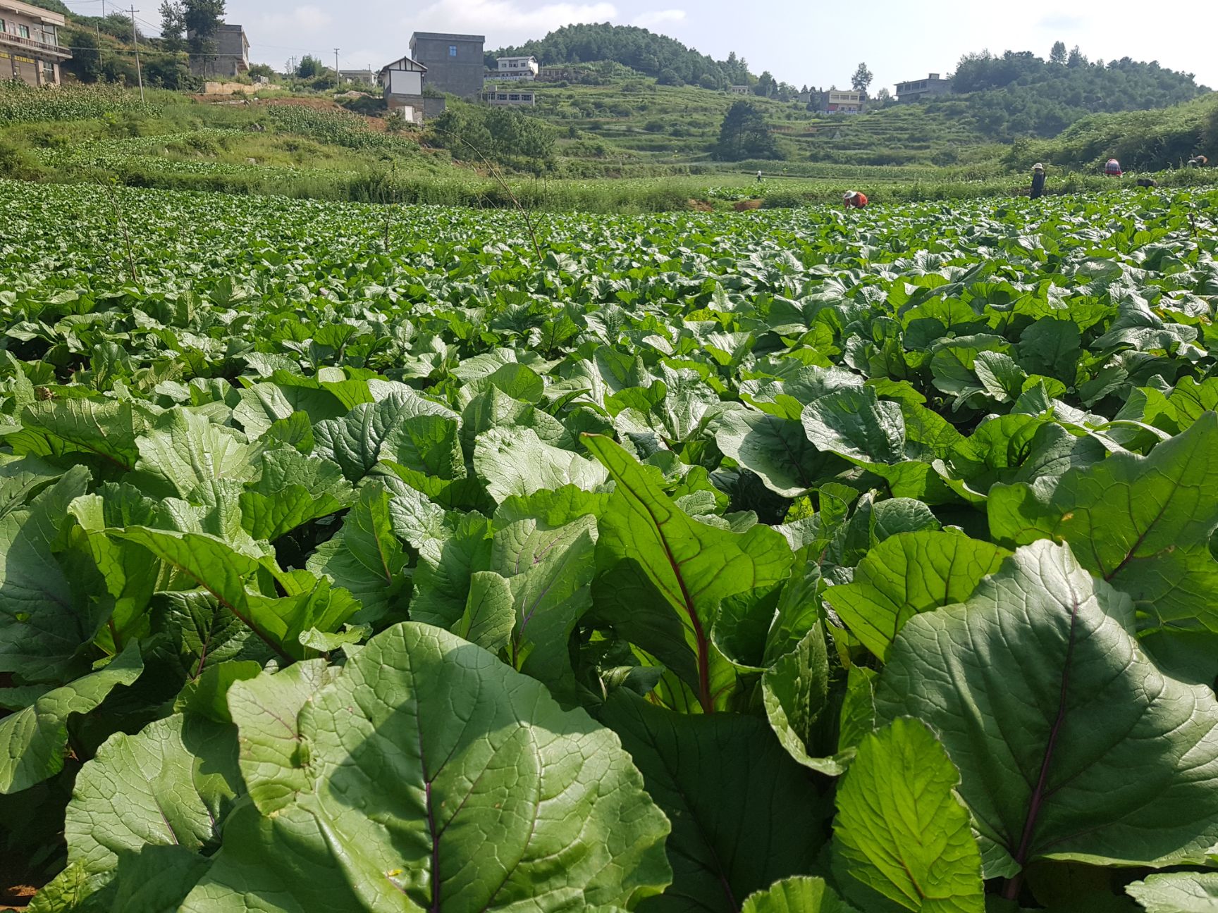  红菜苔 小红叶棒棒苔
