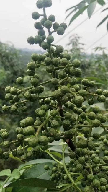 冕宁县九叶青花椒 诚信经营，量大从优
