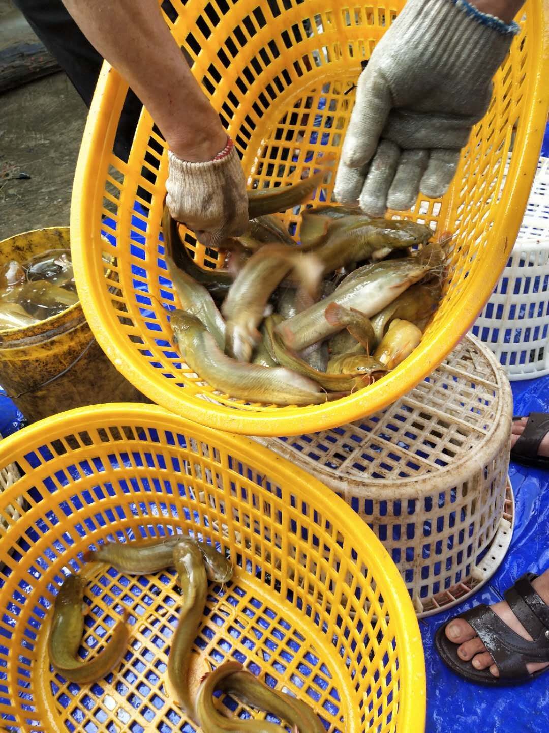本地塘鲺  漂亮塘虱鱼，肉质爽脆，欢迎落单