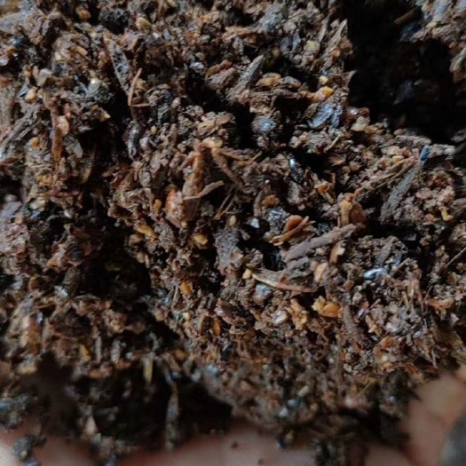 仁怀市脆沙 酱糟 啤酒糟 高蛋白