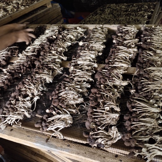 南丰县广昌当地土特产食用菌5号茶树菇